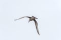 Flying silver gull Larus Argentatus Royalty Free Stock Photo