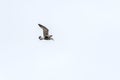 Flying silver gull Larus Argentatus Royalty Free Stock Photo