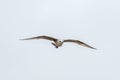 Flying silver gull Larus Argentatus Royalty Free Stock Photo