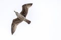 Flying silver gull Larus Argentatus Royalty Free Stock Photo