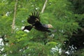 Flying silvery-cheeked hornbill Royalty Free Stock Photo