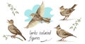 Flying, singing, standing, sitting on a branch larks. Isolated vector figures Royalty Free Stock Photo