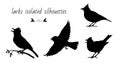 Flying, singing, standing, sitting on a branch larks. Isolated vector silhouettes