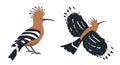 Flying and sitting Hoopoe birds. Cartoon icons.