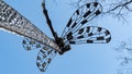 giant dragonfly sculpture projected in the blue sky