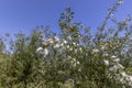 flying in the sky white fluff from willow in spring Royalty Free Stock Photo