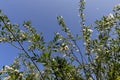 flying in the sky white fluff from willow in spring Royalty Free Stock Photo