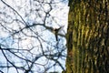 Flying small bird does a nest in an old tree