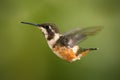 Flying small hummingbird Purple-throated Woodstar with clear green background in Ecuador