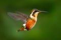 Flying small hummingbird Purple-throated Woodstar with clear green background in Ecuador. Wildlife action scene from South America