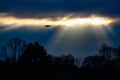 Drone flying on dark evening or night sky with few sun beams over bare trees at winter forest Royalty Free Stock Photo