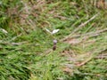 flying small white butterfly above pink milk thistle in green field - Pieris rapae