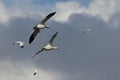 Flying with the Snow Geese High in the Cloudy Sky Royalty Free Stock Photo