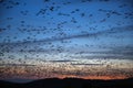 flying snow geese at sunset at Middle Creek Wildlife Management Area, Stevens, Pennsylvania Royalty Free Stock Photo