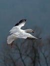 Flying Snow Goose Royalty Free Stock Photo