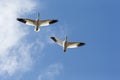 Snow goose migration Royalty Free Stock Photo