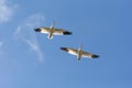 Snow goose migration Royalty Free Stock Photo