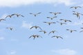 Snow goose migration Royalty Free Stock Photo