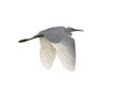 Flying Snowy Egret isolated on white background