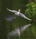 Flying snowy egret flies over pond at Venice Rookery