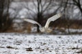 Flying Snowy Owl above snowy steppe