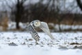 Flying Snowy Owl above snowy steppe