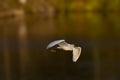 Flying snowy white egret in afternoon light
