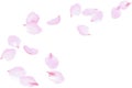 Flying soft pink rose petals. Delicate flowers blossom, blooming floating falling wind, vector background Royalty Free Stock Photo