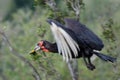 A flying Southern Ground Hornbill Royalty Free Stock Photo