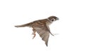 flying sparrow isolated on white Royalty Free Stock Photo