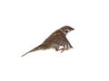 Flying sparrow isolated on white Royalty Free Stock Photo