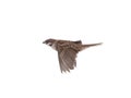 Flying sparrow isolated on white Royalty Free Stock Photo