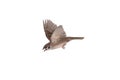 flying sparrow isolated on white background Royalty Free Stock Photo