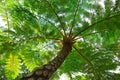 Flying spider monkey tree fern Royalty Free Stock Photo