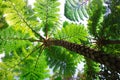 Flying spider monkey tree fern