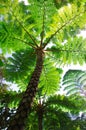 Flying spider monkey tree fern