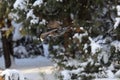 Flying Spotted nutcracker with a nut in winter forest Royalty Free Stock Photo