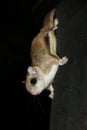 Flying squirrel on bird feeder, looking at you!