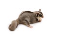 Flying squirrel holding food in hand on white background