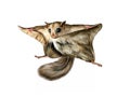 Flying squirrel Pteromys volans Royalty Free Stock Photo