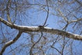 Flying Squirrel Running on a Snowy Limb