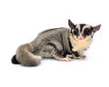 Flying squirrel, Sugarglider Royalty Free Stock Photo