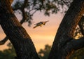 Flying squirrel at sunrise Royalty Free Stock Photo