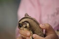 Big Eye of Flying Squirrel while Held by Animal Lover