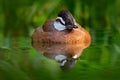 Flying steamer duck, Tachyeres patachonicus, is a member of the duck, goose. It can be found in the Southern part of South Americ