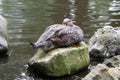 Flying steamer duck, Tachyeres patachonicus, is a member of the duck