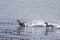 Flying Steamer Ducks flying in Beagle Channel