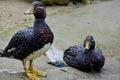 Flying steamer ducks couple standing and sitting