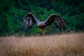 Flying steppe eagle, Aquila nipalensis, sitting in the grass on meadow,