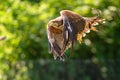 Flying steppe eagle, Aquila nipalensis, sitting in the grass on meadow,